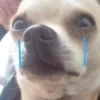 PETS! 18