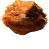 BeardedDragon 5