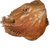 BeardedDragon 6