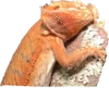 BeardedDragon 7