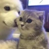 PETS! 21