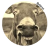 Face 23
