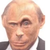 Monkey Putin 23