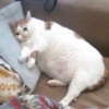 PETS! 22