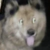 PETS! 23