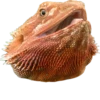 BeardedDragon 8