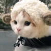 PETS! 24