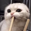 PETS! 27