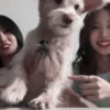 #live: nayeon & momo 270621;: by 24
