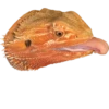 BeardedDragon 9