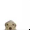 Pets☠️ 5
