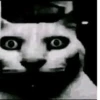Pets☠️ 6