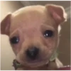 D-CryingPack1 5