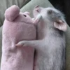 Pigs 2 💖 C☆ 6