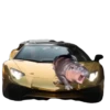 MOODENG 11