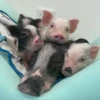 Pigs 2 💖 C☆ 7