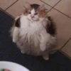 Meow^.^ 11