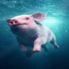 Pigs 2 💖 C☆ 8