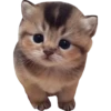 Meow^.^ 12