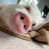 Pigs 2 💖 C☆ 9