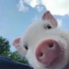 Pigs 1 💖 C☆ 5