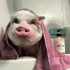 Pigs 1 💖 C☆ 6