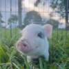 Pigs 2 💖 C☆ 12