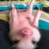 Pigs 1 💖 C☆ 7