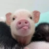 Pigs 2 💖 C☆ 13
