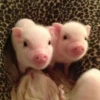 Pigs 1 💖 C☆ 9