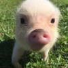 Pigs 1 💖 C☆ 11