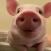 Pigs 1 💖 C☆ 12