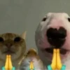 Pets☠️ 25