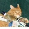 Meow^.^ 22