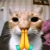Pets☠️ 26