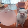 Pigs 1 💖 C☆ 17