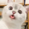Meow^.^ 30