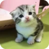 МRгкие всратыши 1 23