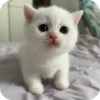 МRгкие всратыши 1 27