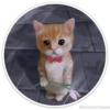 Círculos con gatos 5