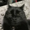 Осуждающий чёрный кот