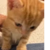 Грустный котёнок