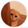 Círculos con gatos 9