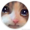 Círculos con gatos 10