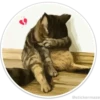 Círculos con gatos 12