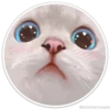 Círculos con gatos 13