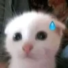 Нервный белый котёнок