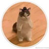 Círculos con gatos 16