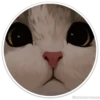 Círculos con gatos 19