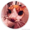 Círculos con gatos 20